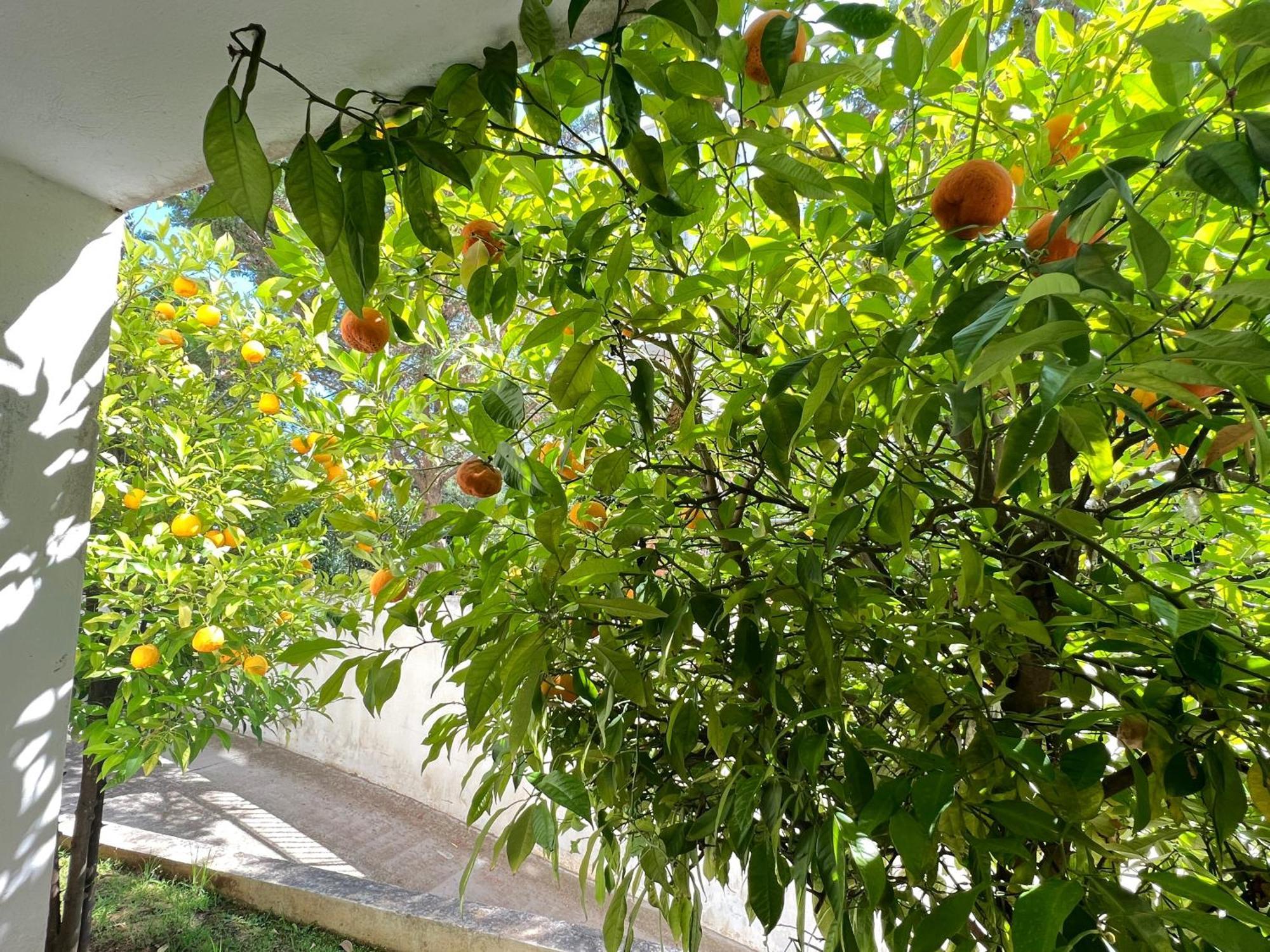 Cozy Fairytal Garden Apartment, Family Friendly, Free Parking, 15 Min To Airport Atenas Exterior foto